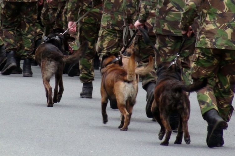 Anjing Militer