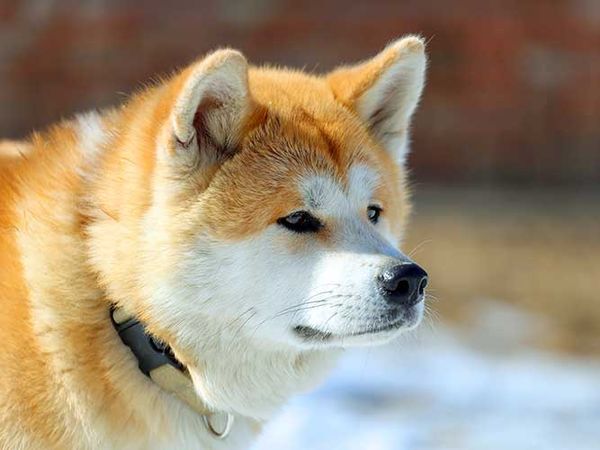 Ras Anjing Akita yang menggemaskan