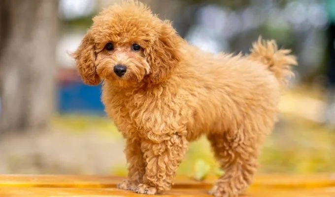 Ras Maltipoo